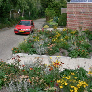 Kleinwoud Na 6 maanden 2