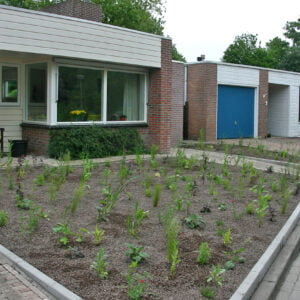 Kleinwoud Na aanplant