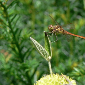 Libbele 2 bijgesneden