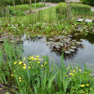 Waterdrieblad-in-Vijver